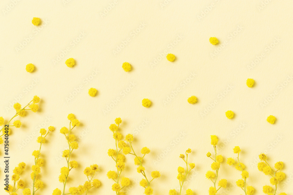 Mimosa flowers close up, small branches, Spring season background. Fluffy yellow bloom acacia balls, springtime festive symbol. Holiday concept for Mothers day, 8 March, Womens day.