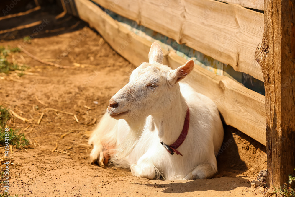 Fototapeta premium Cute funny goat on farm in sunny day