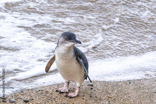 Photography Little Blue Penguin in Australasia