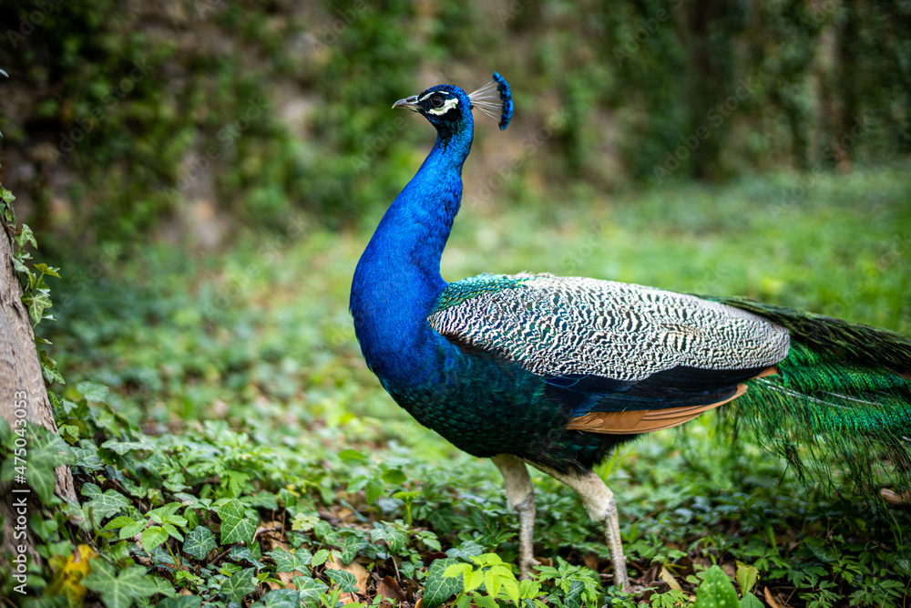 Obraz premium peacock in the park