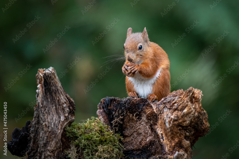 A red squirrel sitting on an old tree stump eating a hazelnut