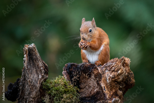 A red squirrel sitting on an old tree stump eating a hazelnut © alan1951