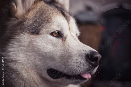 Alaskan Malamute indoor closeup. Bright brown eyes, clever look, white soft fur and black nose. Adorable Northern dog. Selective focus on the details, blurred background.