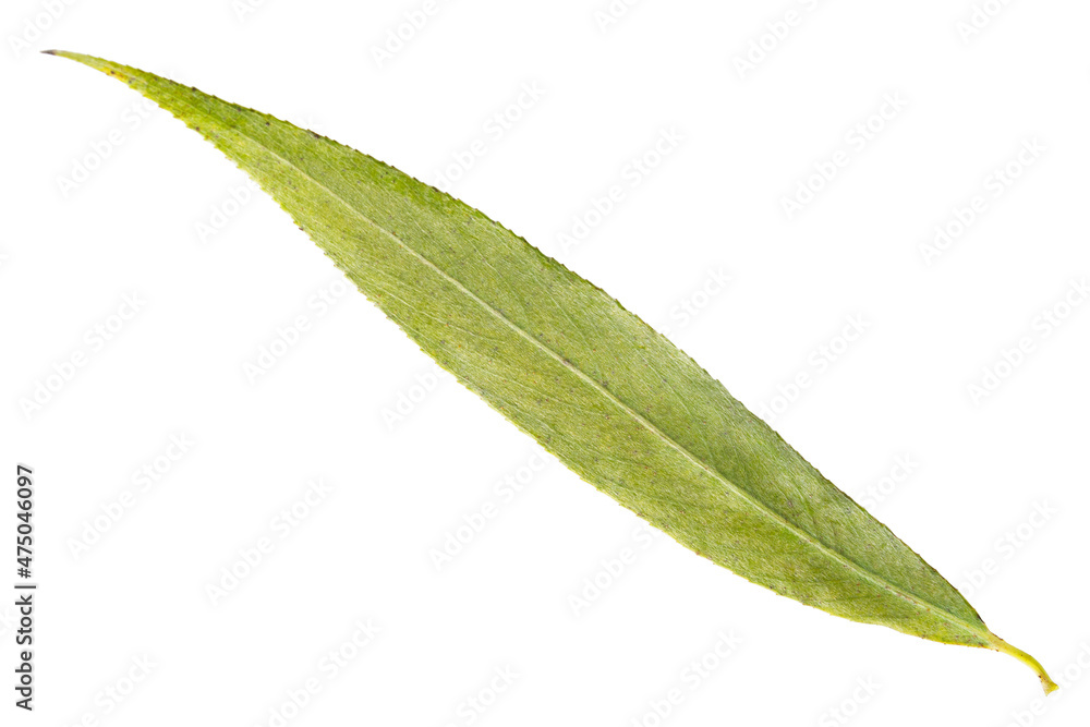 Obraz premium Willow leaf isolated