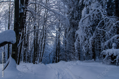 Zimowy bieszczadzki las  photo