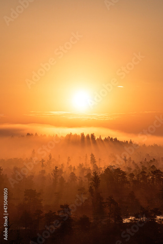 Foggy Swamp / Early Morning © Matss