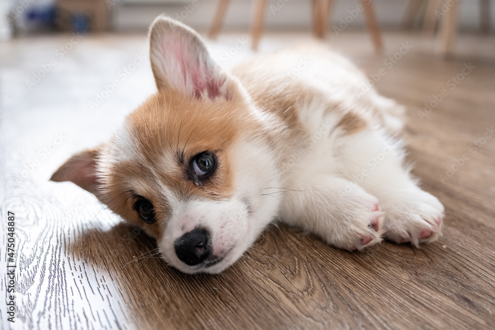 Αυτοκόλλητο adorable little puppy welsh corgi pembroke laying on the floor and looking at the frame the large portrait