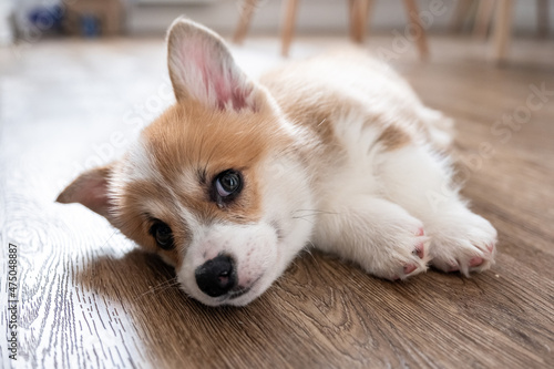 Fotografie adorable little puppy welsh corgi pembroke laying on the floor and looking at the frame the large portrait