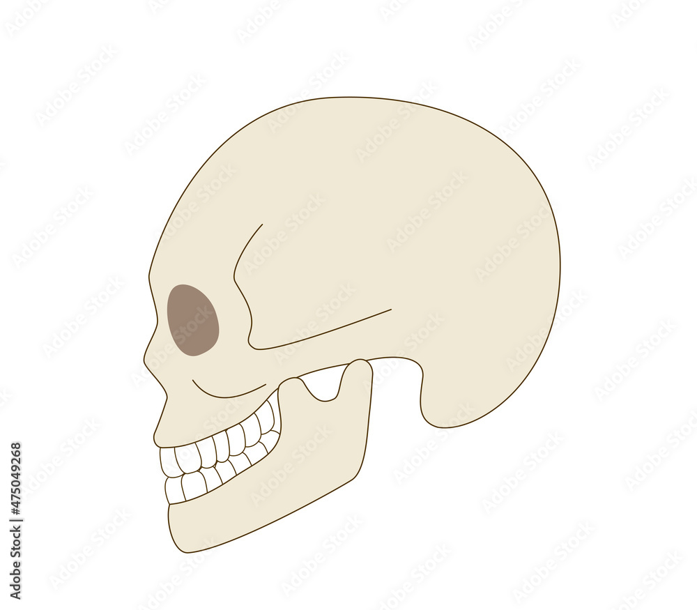 Skull sideways illustration of a real human body. Skull sideways illustration of a real human body.