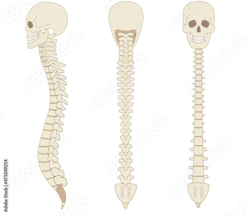 Sideways bone illustrations of the spine, spine and skull.