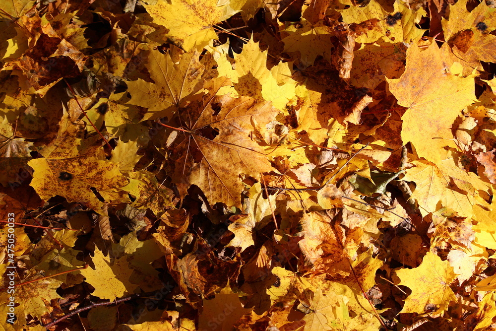 Bright yellow maple foliage fallen to the ground, golden autumn background