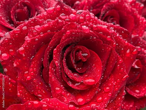 Red rose petals with water drops. Red rose flower with water drops. Beautiful rose flower closeup.