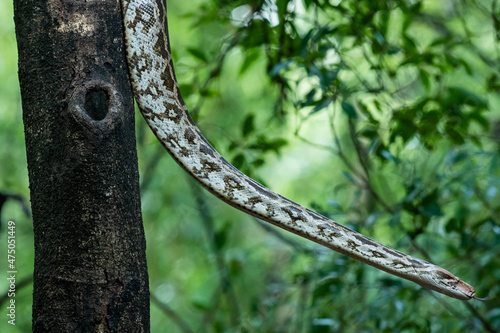 Python molurus or Indian rock python in wild hanging on tree in natural monsoon green background at wildlife safari in ranthambore national park rajasthan india photo