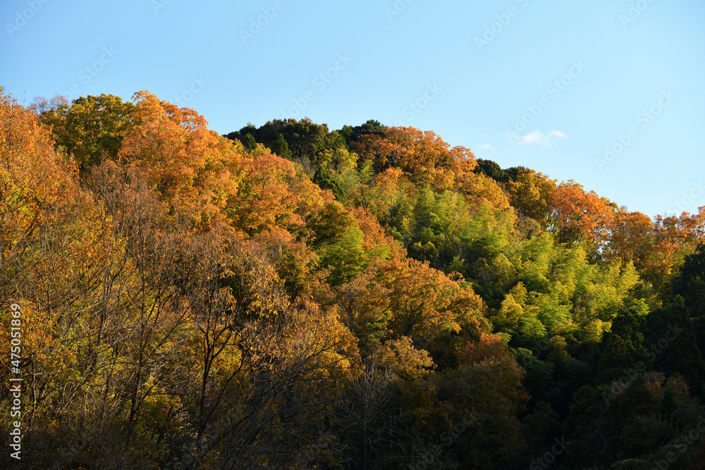 秋の山の紅葉