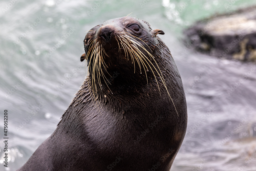 Fototapeta premium New Zealand Fur Seal