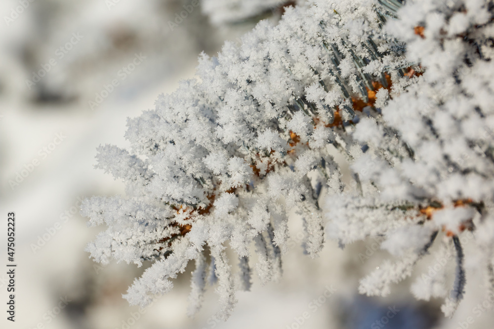 Winter magic. Blue spruce in frost. After the thaw, frost struck and the trees were covered with frost. Winter magic. Blue spruce in frost. After the thaw, frost struck and the trees were covered with frost.