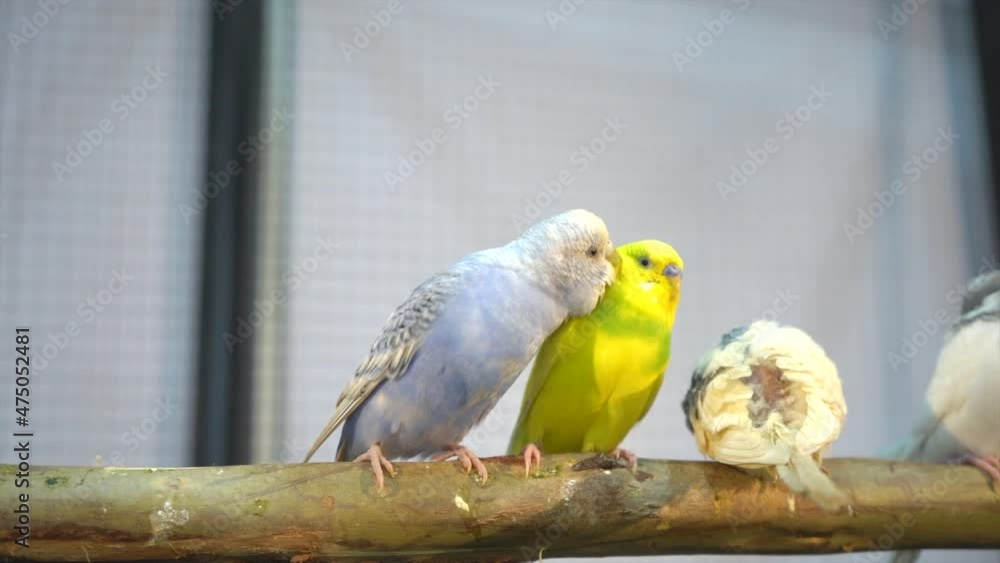 Many parakeets on the branches. Bird is a popular pet in Thailand.