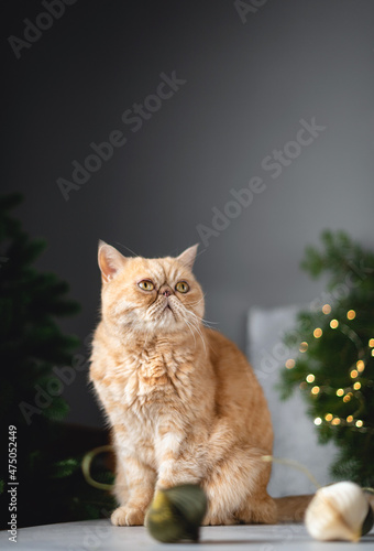 Exotic shorthair cat on table near Christmas tree. Funny fluffy cat with grumpy face