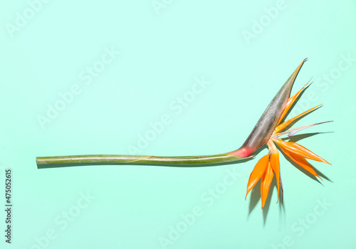 Foto Beautiful bird of paradise flower on color background