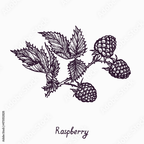 Raspberry branch with berries and leaves, simple doodle drawing with inscription, gravure style