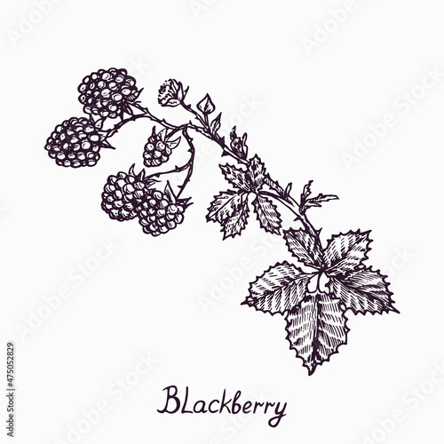 Blackberry branch with berries and leaves, simple doodle drawing with inscription, gravure style