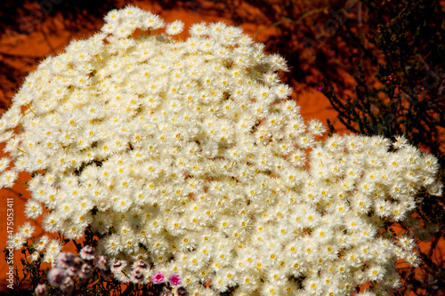 Roe's Featherflower - Western Australia photo