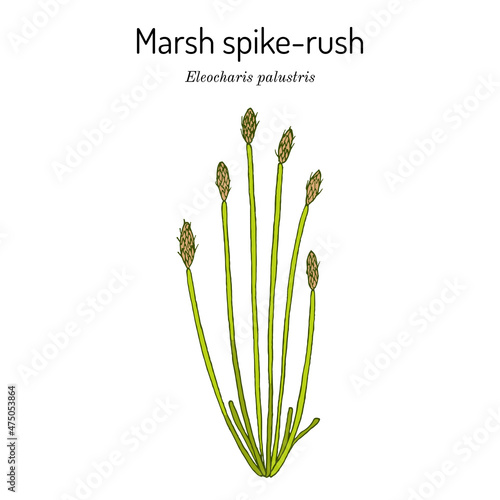 Marsh spike-rush Eleocharis palustris , wetland plant photo