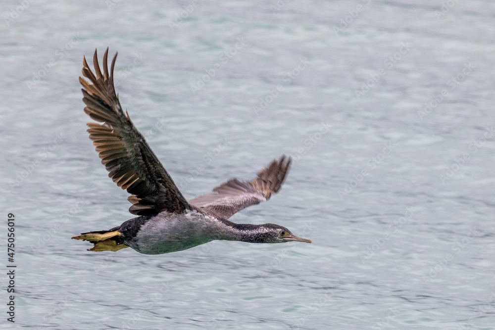Fototapeta premium Spotted Shag Endemic to New Zealand