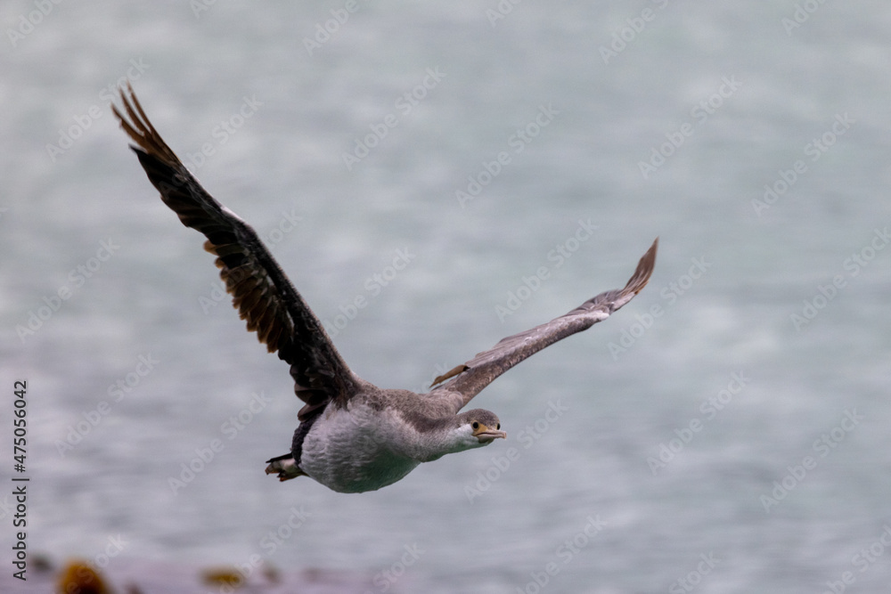 Spotted Shag Endemic to New Zealand Spotted Shag Endemic to New Zealand