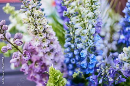 delphinium flowers different color closeup