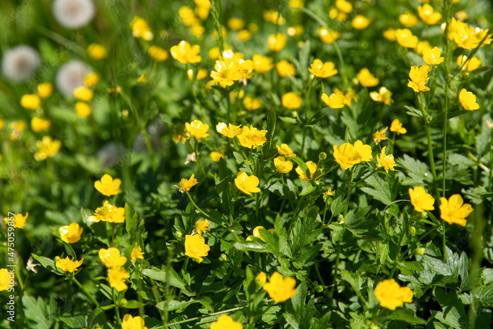Obraz premium botany, nature and flora concept - beautiful anemone flowers blooming on summer field