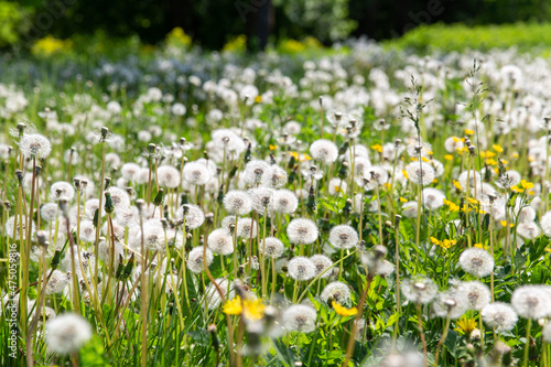 nature, botany and flora concept - beautiful dandelion flowers blooming on summer field