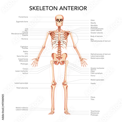 Skeleton Human diagram front anterior view with main parts labeled. Flat natural colour style Vector illustration didactic board of anatomy isolated medical infographic banner, human skull spine ribs