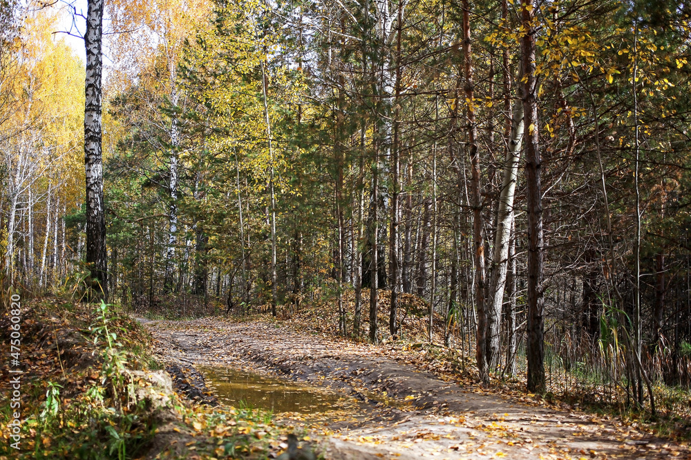 Forest on the last day of autumn and colorful and picturesque foliage underfoot and trees. The sun is breaking through the leaves Forest on the last day of autumn and colorful and picturesque foliage underfoot and trees. The sun is breaking through the leaves