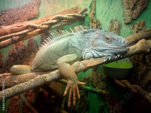 Iguana sits on a tree in a terrarium