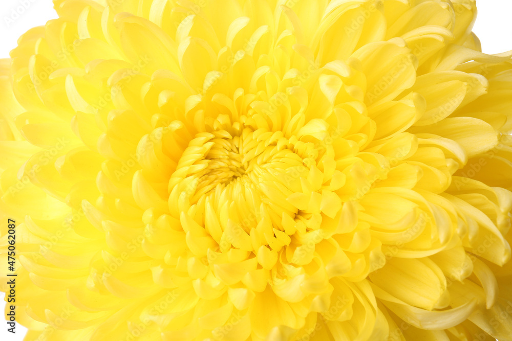 Yellow chrysanthemum flower on white background Yellow chrysanthemum flower on white background