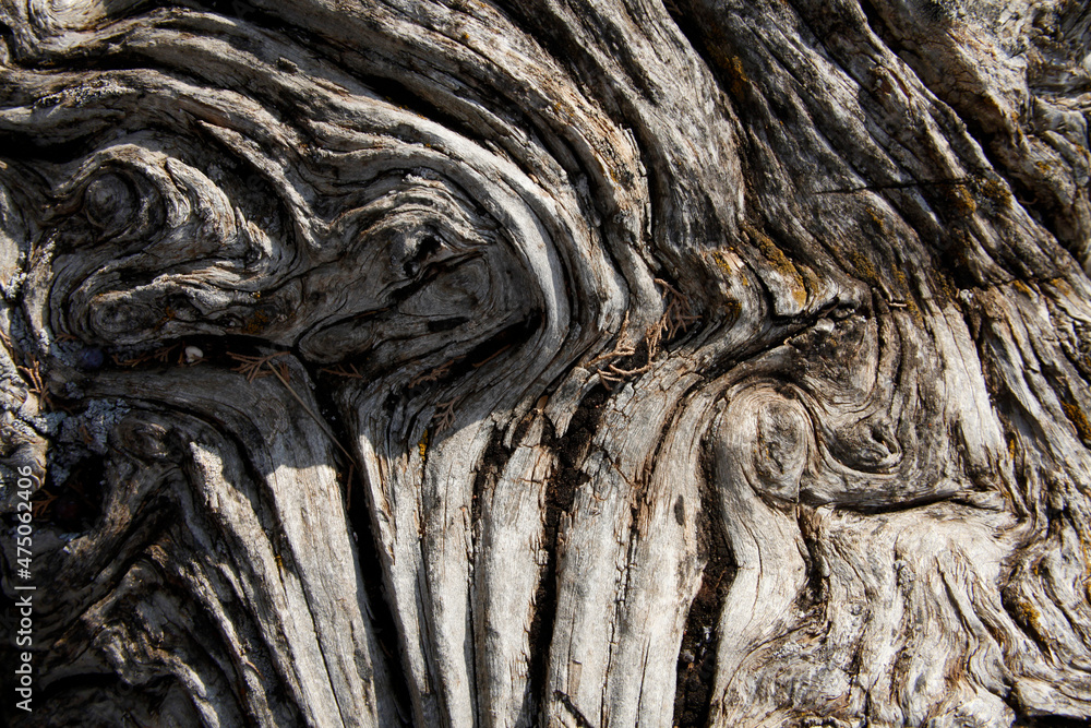 tree texture background natural backgrounds tree texture background natural backgrounds