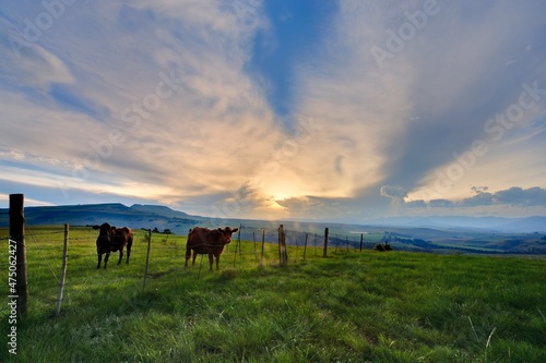 CATTLE IN PASTURE AT SUNSET , Underberg, South Africa