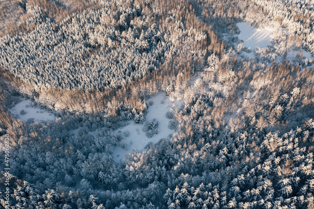 Obraz premium Bird's-eye view of snow covered forest and frosty tree tops in sunny winter day. Fly over frozen winter forest with snow covered trees and swamp. Coniferous forest in winter