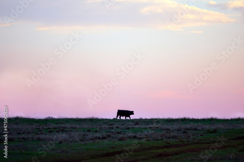 Silhouette of steer against dusk sky
