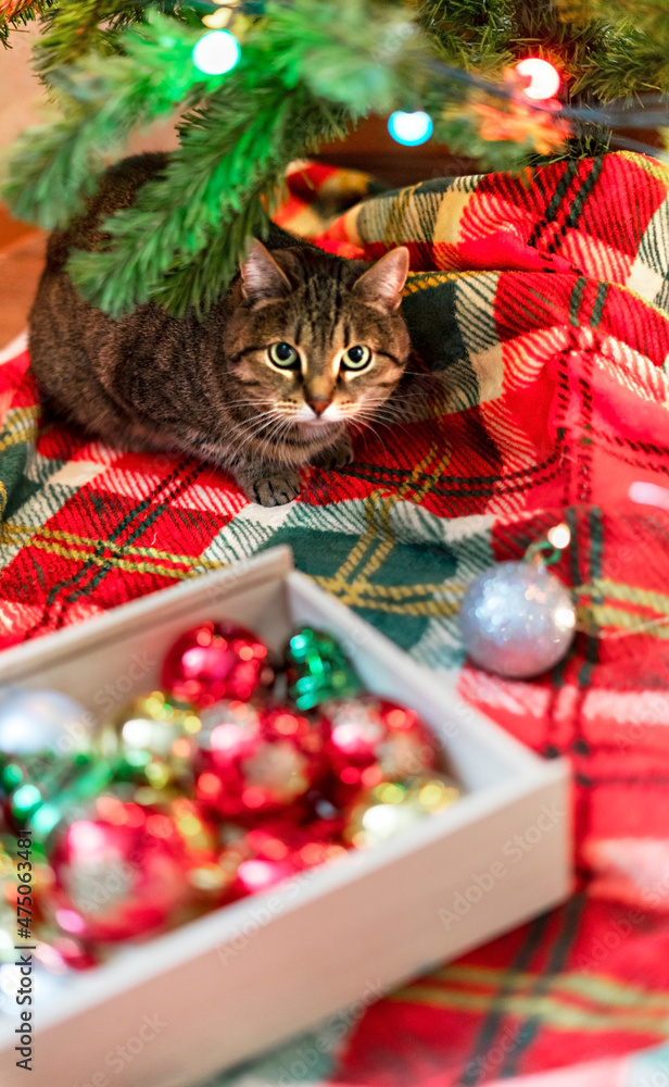 Mackerel Tabby striped cat sitting by Christmas tree decorated with balls and garland ligths on red blanket Chinese New Year holidays decorations