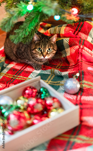 Mackerel Tabby striped cat sitting by Christmas tree decorated with balls and garland ligths on red blanket Chinese New Year holidays decorations