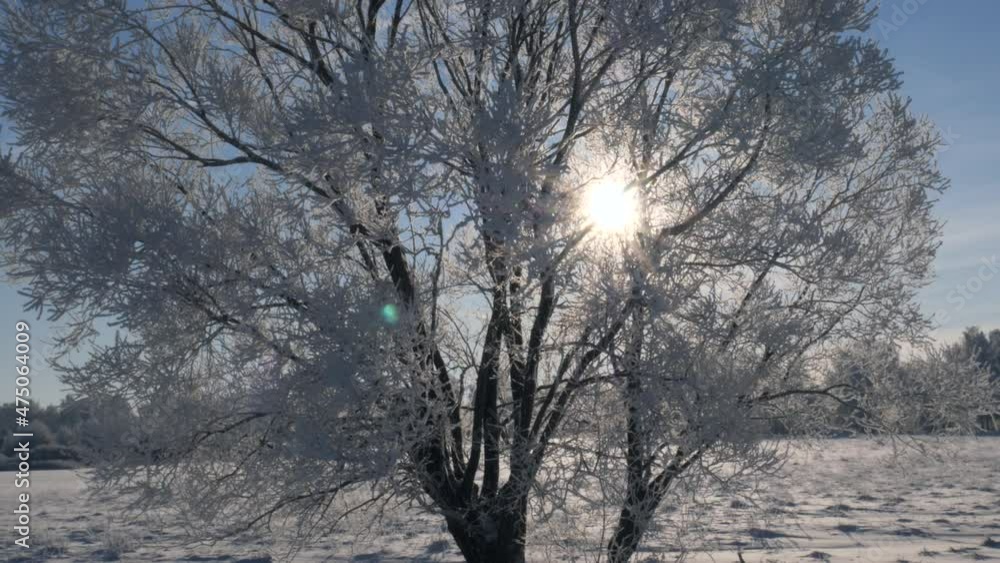 Sunny frosty winter day. The sun shines through the branches of a large tree covered with white frost. Beautiful landscape. Nature background. Camera movement from bottom to top Sunny frosty winter day. The sun shines through the branches of a large tree covered with white frost. Beautiful landscape. Nature background. Camera movement from bottom to top