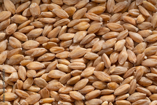 Detailed and large close up shot of einkorn.