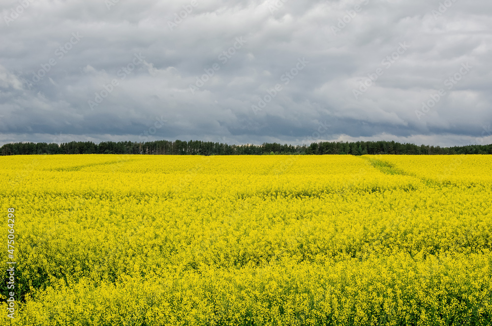Growing rapeseed for sale to produce oil for cosmetics