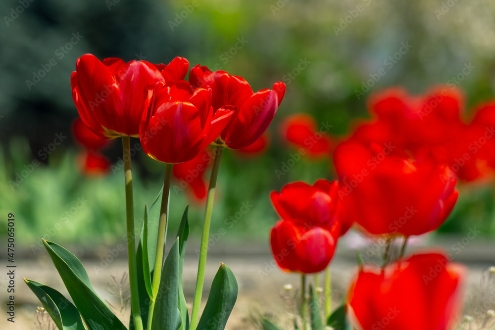 red tulip flowers bloom. beautiful floral nature background in spring on a bright day