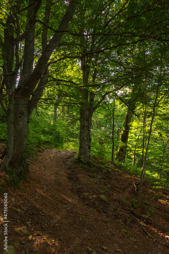 hiking through woods. beautiful nature background of carpathian primeval beech forest in summer hiking through woods. beautiful nature background of carpathian primeval beech forest in summer