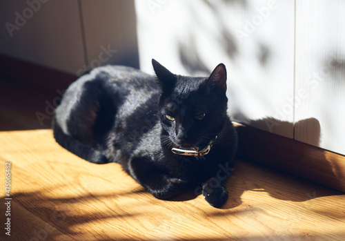Close up of black cat.