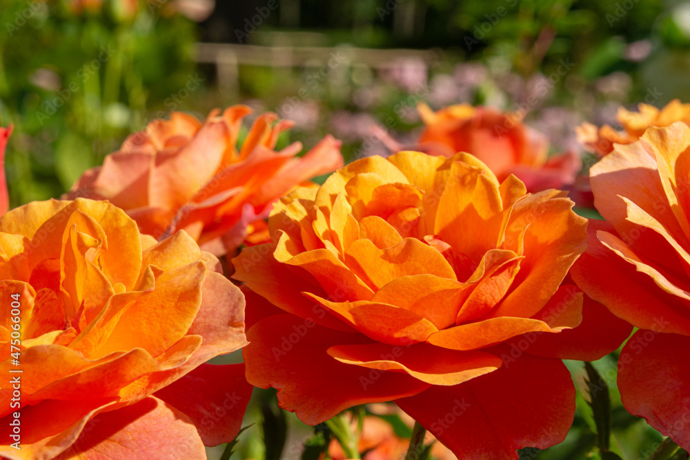 Blossoming beautiful rose flowers. Orange roses blossom in summer garden Blossoming beautiful rose flowers. Orange roses blossom in summer garden