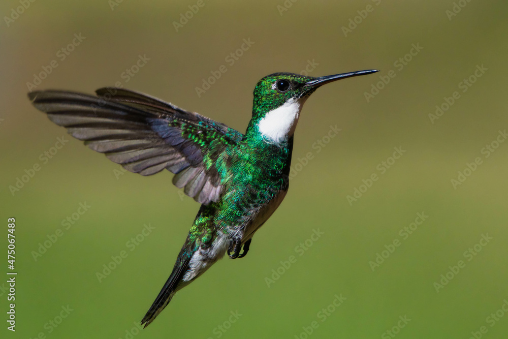 Fototapeta premium hummingbird in flight